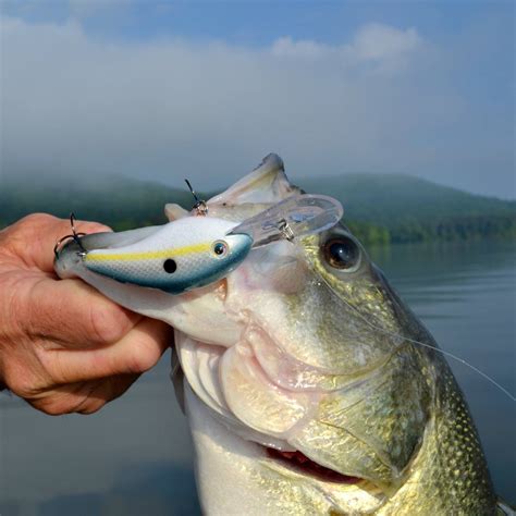 19+ Largemouth Bass Bass Fishing Lures Pictures - Bukan Blog Luar Biasa