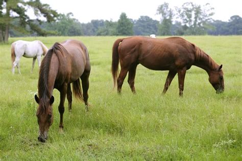 6 Reasons to Consider Buying Land in Texas | LandHub