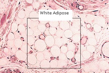 Adipose Tissue | Definition, Function & Location - Lesson | Study.com