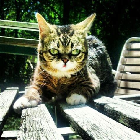 Lil Bub Cat | Animals