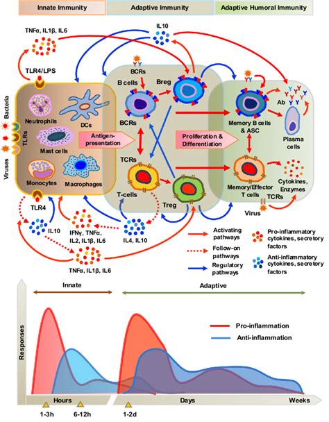 A simplified schematic diagram of the innate and adaptive immune ...