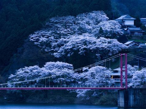 Jepang, Jembatan, Sakura, Malam - Cherry Blossom Background 4k ...