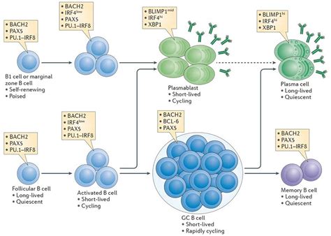 T Cell And B Cell Activation