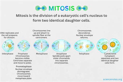 Cell Division Metaphase