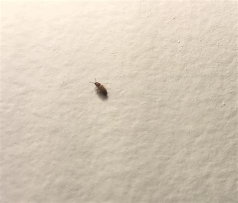 Small black bug in bathroom - BugGuide.Net