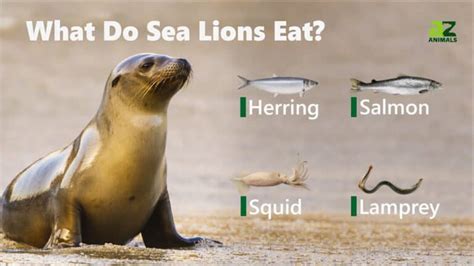 sea lions predators What animals eat sea lions : predators revealed