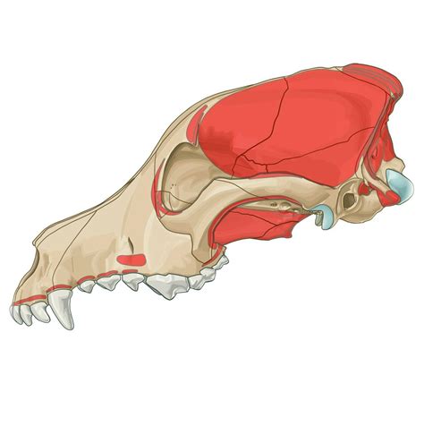 Rhomboideus capitis muscle - End - vet-Anatomy - IMAIOS