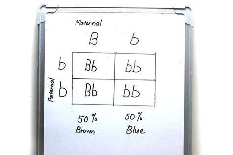 How to Make a Punnett Square: 13 Steps (with Pictures) - wikiHow