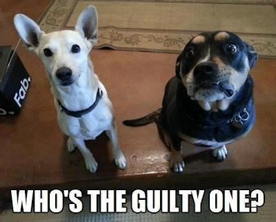 Who's the guilty one. | Funny animals, Funny dog pictures, Funny dogs