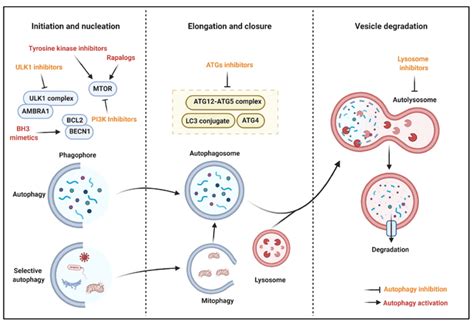 Autophagic modulation for cancer. Autophagy represents a promising ...