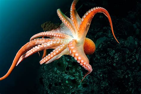 Octopus Facts - Animals of the Ocean - WorldAtlas