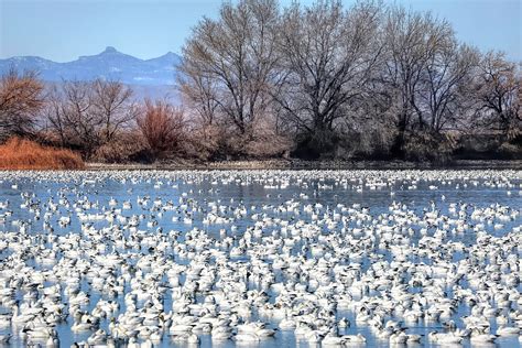 Snow Goose Migration Photograph by Donna Kennedy | Fine Art America