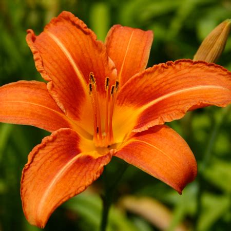 Edible Daylily Hemerocallis Fulva For Sale - Decadent Daylilies Australia