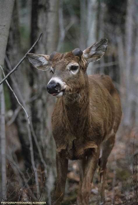 Whitetail Deer Antler Growth Process