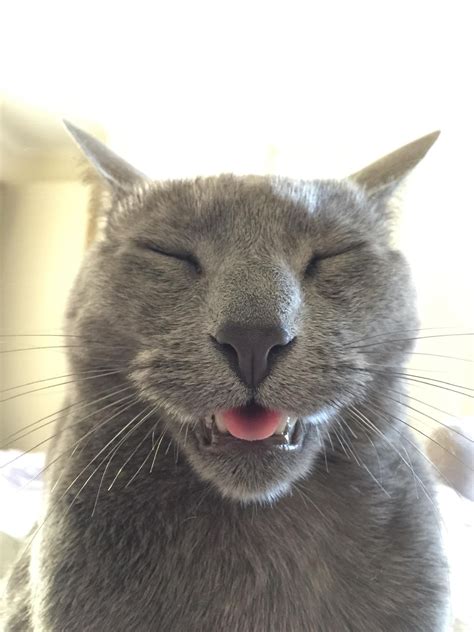 Waking up to this goober is a laugh | Cute cats, Pretty cats, Cute animals