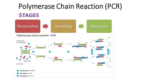 Polymerase chain reaction (PCR): Principle, procedure or steps, types ...