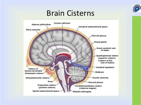 Cisterna Magna Meaning Youtube