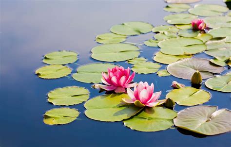 Where Does the Lotus Flower Grow? - Earth.com