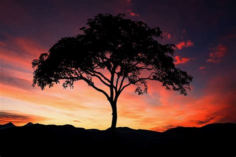 Online crop | HD wallpaper: sunset, tree, silhouette, landscape, nature ...