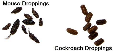 A Detailed Guide On Roach Droppings And What They Look Like - Pest Aid