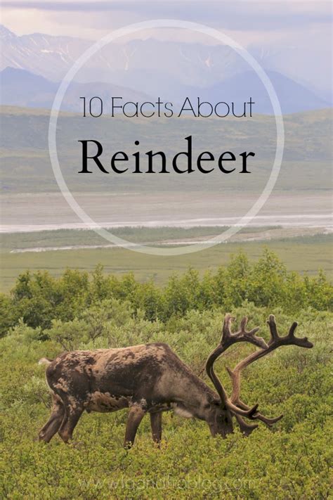 Did You Know? Fun Facts about Reindeer | To & Fro