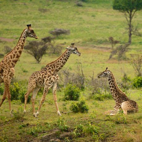 DAY TOUR TO ARUSHA NATIONAL PARK FROM ARUSHA - Perfect Wilderness