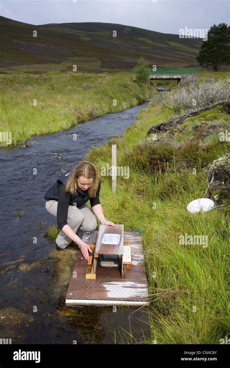 European water vole, northern water vole (Arvicola terrestris), setting ...