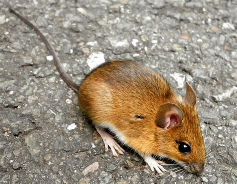 Species of UK: Week 39: Wood Mouse (‘Apodemus sylvaticus’)