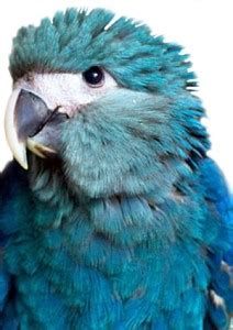 Spix Macaw, Little blue macaw-fights hard for survival. - Macaw Facts