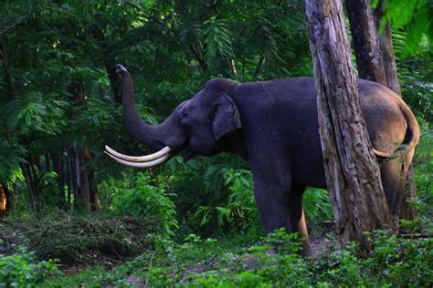 3 wildlife sanctuaries in Wayanad | nature wildlife in Wayanad