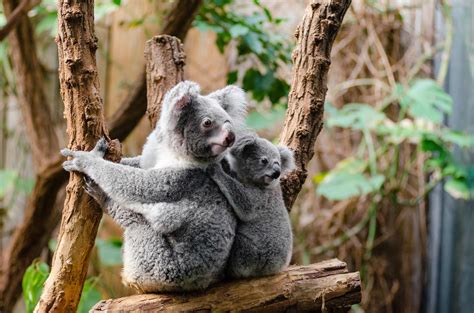 Koala Bear Facts | Sex | Wet | Orgy | Baby | Orgies