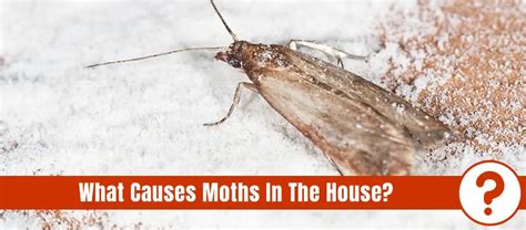 moths in house causes - Raye Trapp