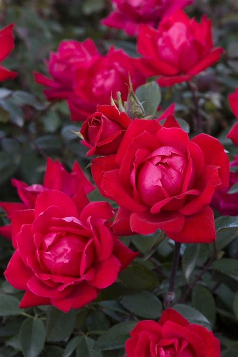 Knockout Rose Double Red Qty 6 Live Plants by JJGardenBoutique