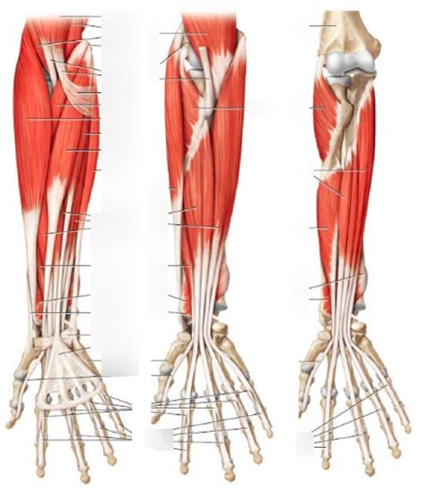 Wrist flexor muscles Diagram | Quizlet