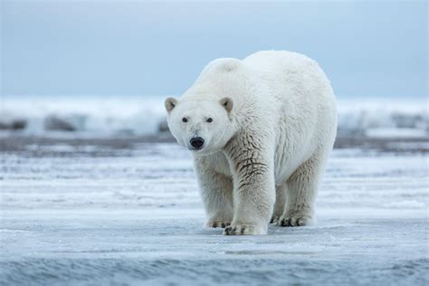 Polar Bears, Arctic National Wildlife Refuge - Outdoor Photographer