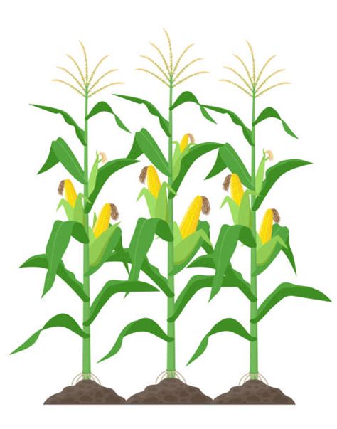 Corn Fields Clipart