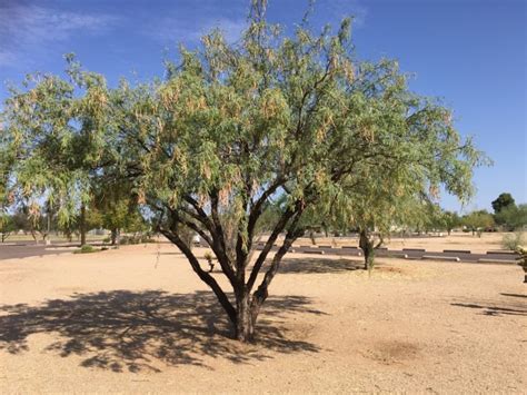 How to Make Mesquite Flour - Garden Variety Life