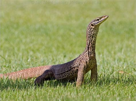 Sand or Gould's Goanna photo image 2 of 4 by Ian Montgomery at birdway ...