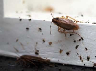 Signs of a Cockroach Infestation - Rentokil - Pest Control Las Vegas ...