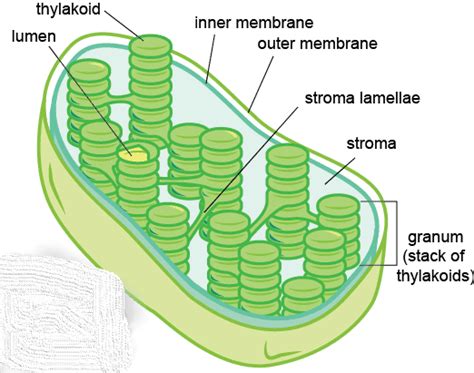 Thylakoid membrane in a cell - function, structure, and definition