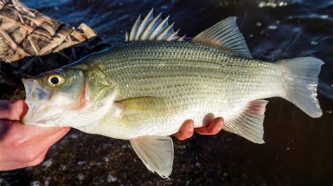 The Different Types of Bass: A Comprehensive Guide