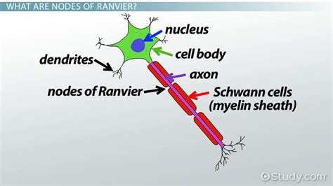 Nodes of Ranvier: Function and Definition - Video & Lesson Transcript ...