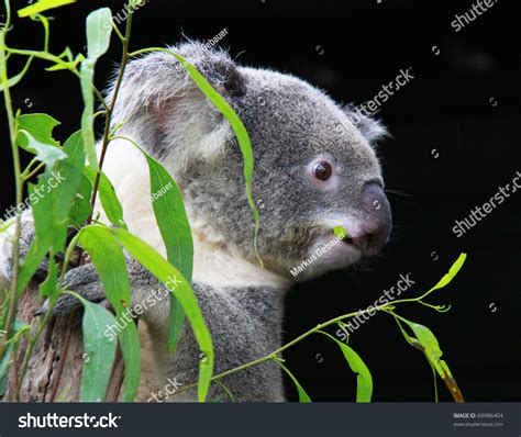 Koala Eating Eucalyptus Leaves Stock Photo 69986404 : Shutterstock