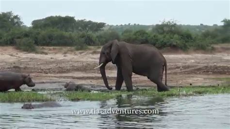 BABY HIPPO VS ANGRY ELEPHANT - UGANDA - YouTube