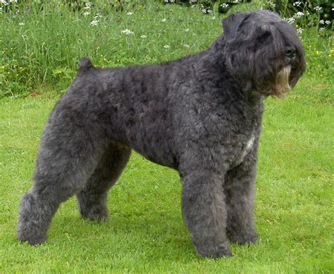 Bouvier Des Flandres Info, Temperament, Puppies, Pictures