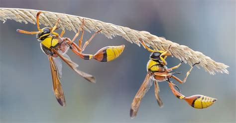 Hornet Sting: Symptoms, Reactions, and More