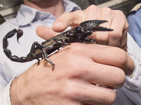 black scorpions captured at charles de gaulle airport paris sting ...