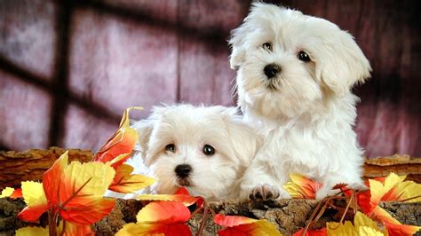 🔥 [100+] Cute Puppies Wallpapers for Desktop | WallpaperSafari