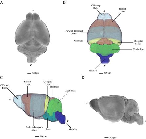 Mouse Brain Diagram