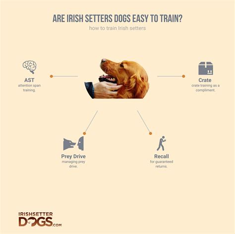 Are Irish Setters Dogs Easy to Train? (Training Guide) - IrishSetterDgs.com